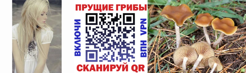 где найти наркотики Заречный Псилоцибиновые грибы мицелий